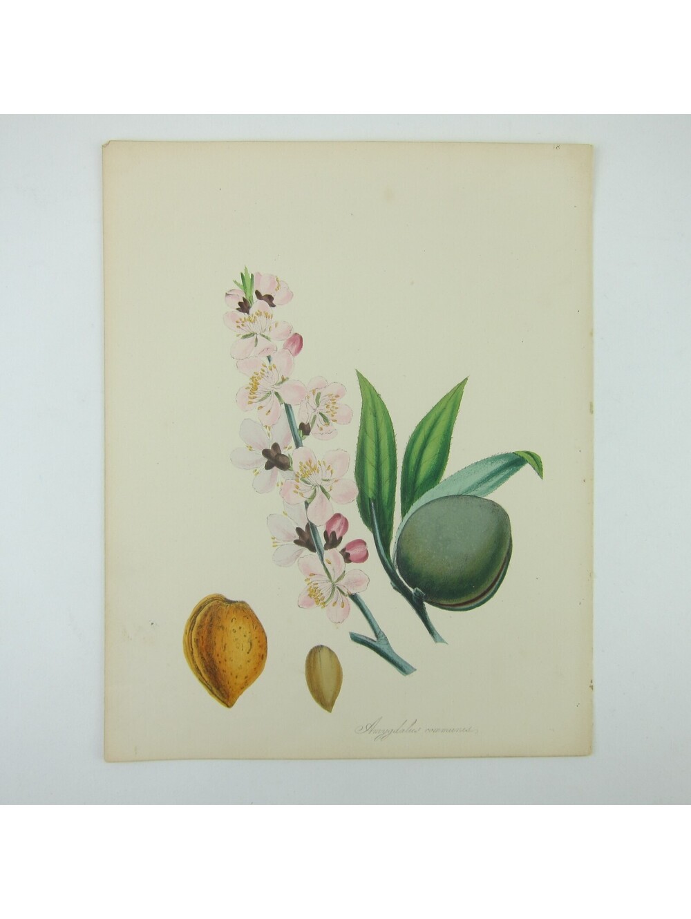 Almond Tree Botanical Art Print Kitchen Dining Decor Flowers Fruit Seed Antique